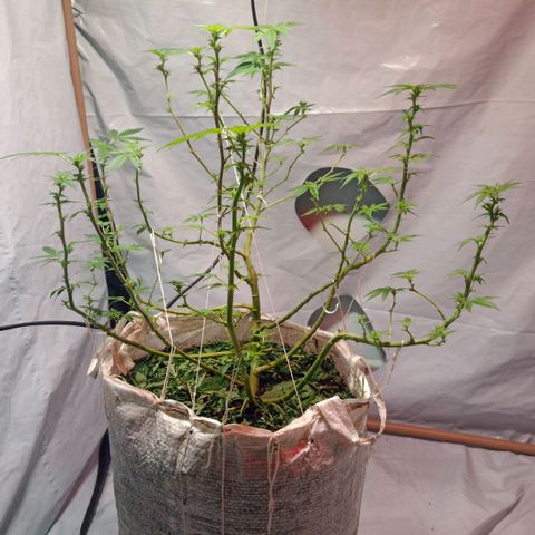 Northern Lights BSF #1 growlog timeline photo