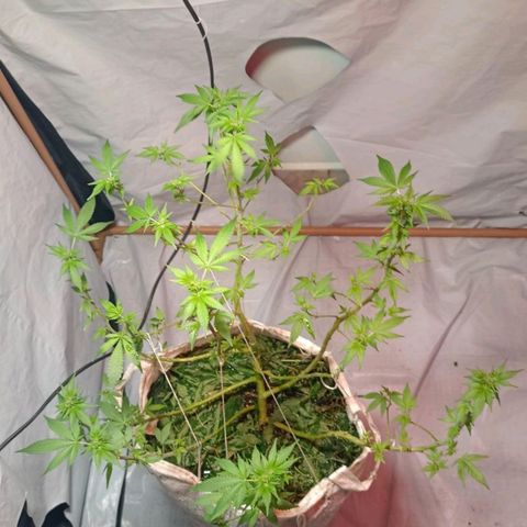 Northern Lights BSF #1 growlog timeline photo