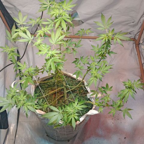 Northern Lights BSF #1 growlog timeline photo