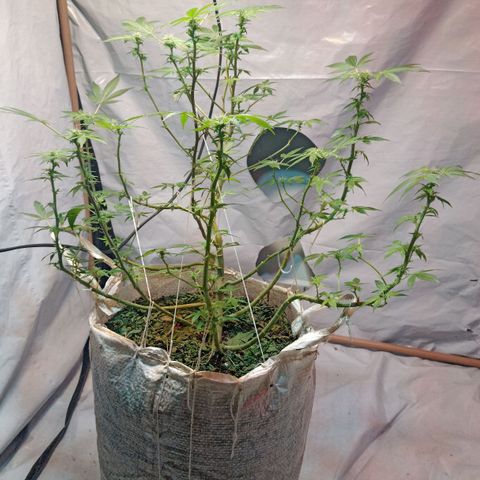 Northern Lights BSF #1 growlog timeline photo