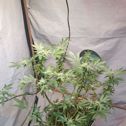 Northern Lights BSF #1 growlog timeline photo