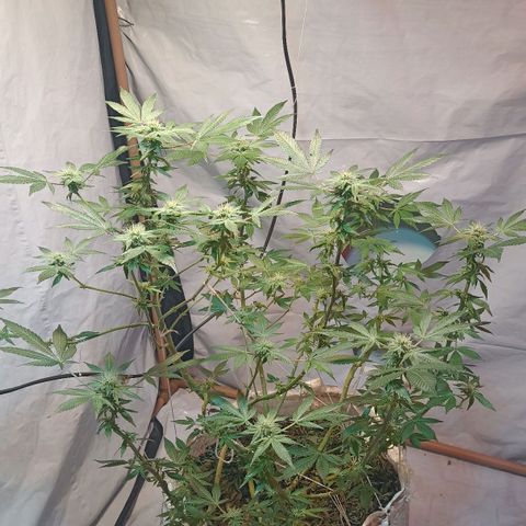 Northern Lights BSF #1 growlog timeline photo