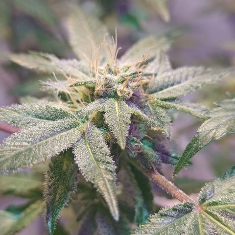 Northern Lights BSF #1 growlog timeline photo