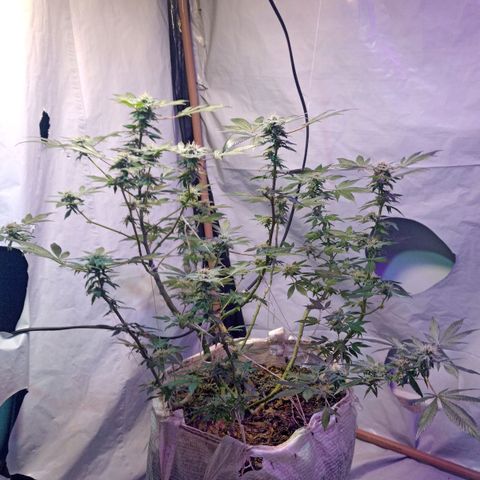 Northern Lights BSF #1 growlog timeline photo