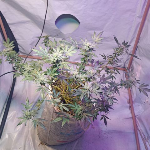 Northern Lights BSF #1 growlog timeline photo