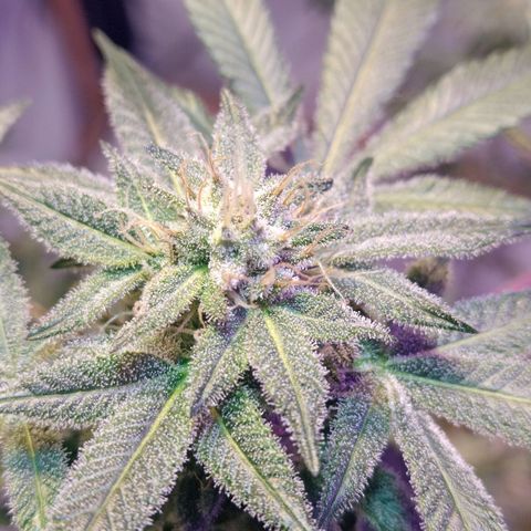 Northern Lights BSF #1 growlog timeline photo