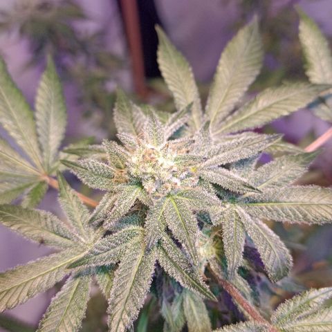 Northern Lights BSF #1 growlog timeline photo