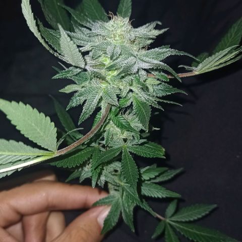 Northern Lights BSF #1 growlog timeline photo