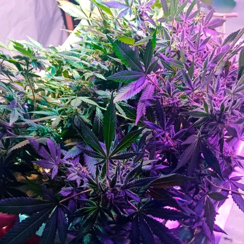 Northern Lights BSF #1 growlog timeline photo