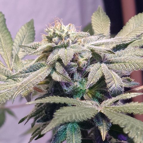 Northern Lights BSF #1 growlog timeline photo