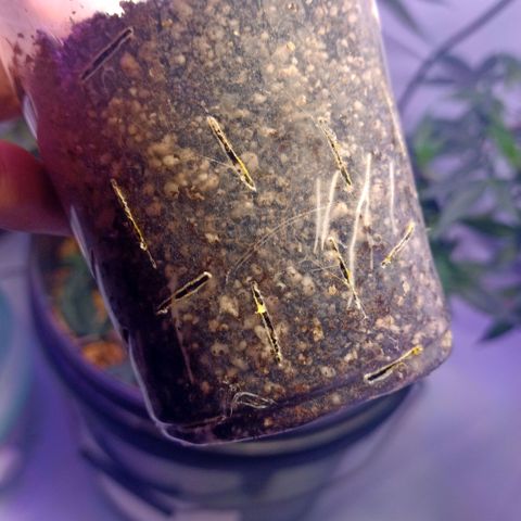 NL M2 C02 P2 growlog timeline photo
