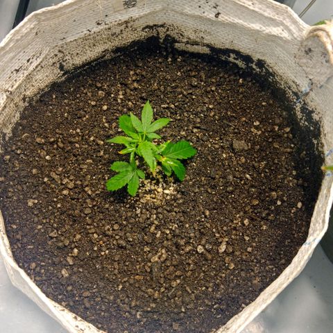 NL M2 C02 P2 growlog timeline photo