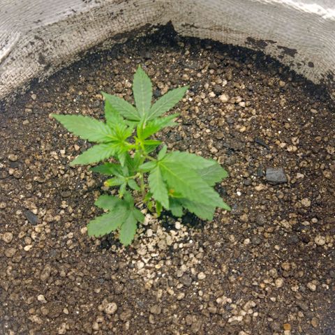 NL M2 C02 P2 growlog timeline photo