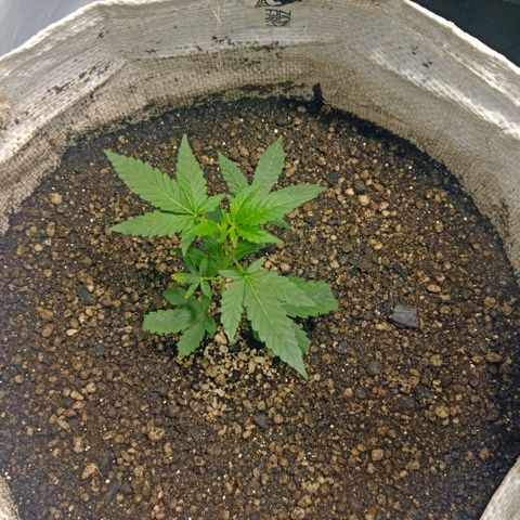NL M2 C02 P2 growlog timeline photo