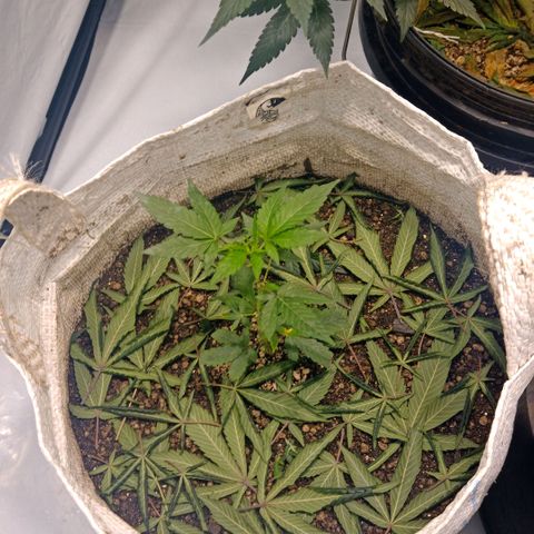 NL M2 C02 P2 growlog timeline photo
