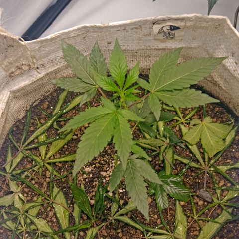 NL M2 C02 P2 growlog timeline photo