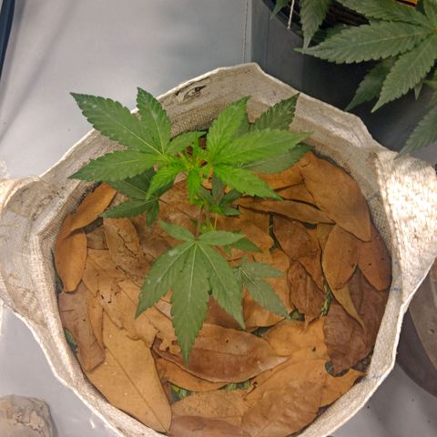 NL M2 C02 P2 growlog timeline photo