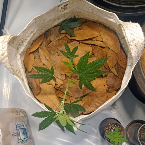 NL M2 C02 P2 growlog timeline photo