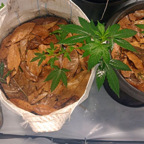 NL M2 C02 P2 growlog timeline photo