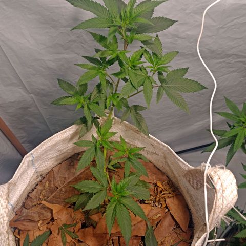 NL M2 C02 P2 growlog timeline photo