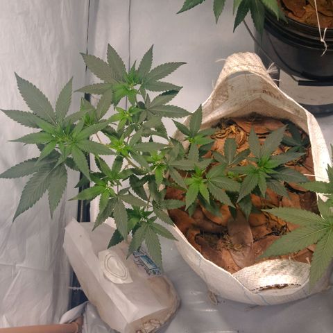 NL M2 C02 P2 growlog timeline photo
