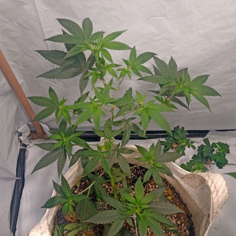 NL M2 C02 P2 growlog timeline photo