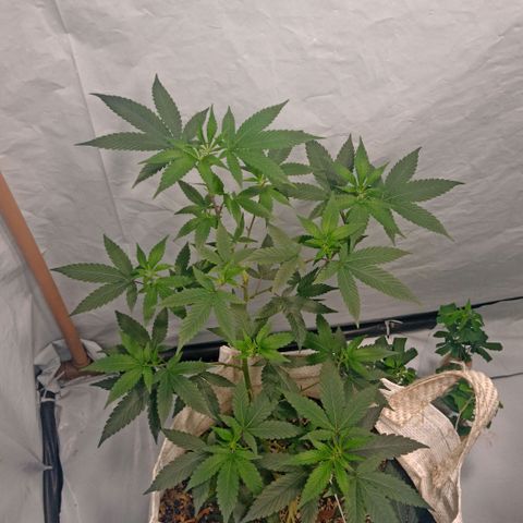 NL M2 C02 P2 growlog timeline photo