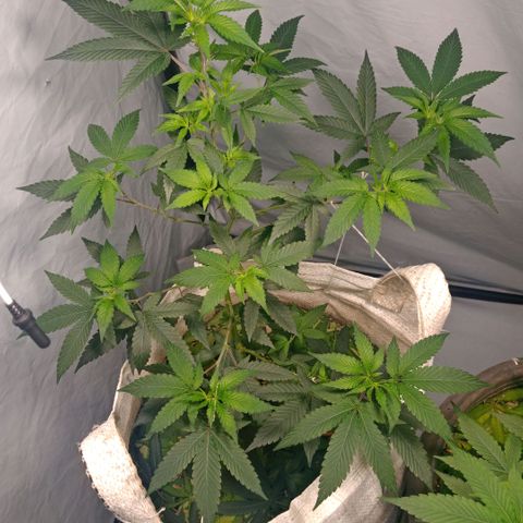 NL M2 C02 P2 growlog timeline photo