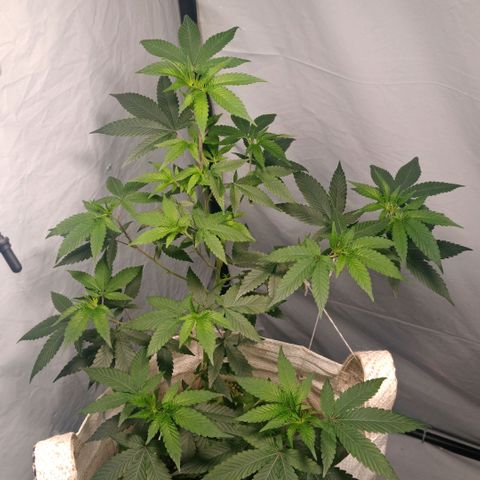 NL M2 C02 P2 growlog timeline photo
