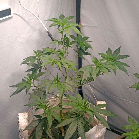 NL M2 C02 P2 growlog timeline photo