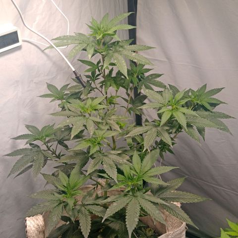 NL M2 C02 P2 growlog timeline photo
