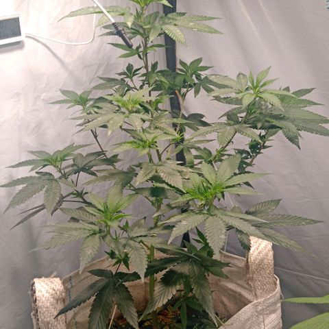 NL M2 C02 P2 growlog timeline photo