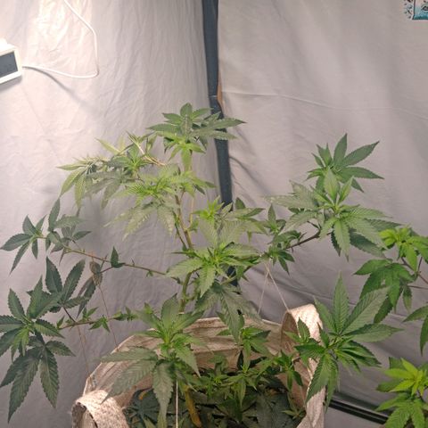NL M2 C02 P2 growlog timeline photo