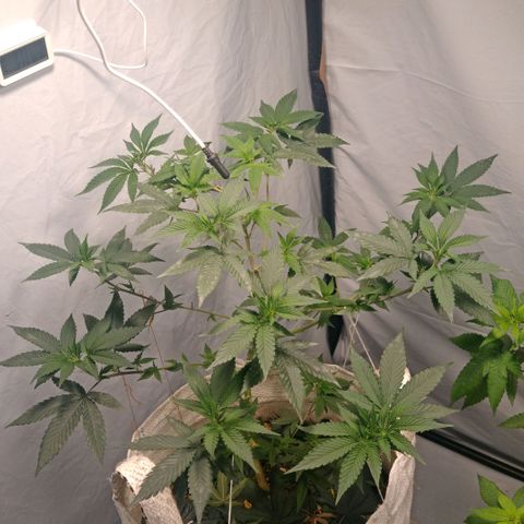 NL M2 C02 P2 growlog timeline photo
