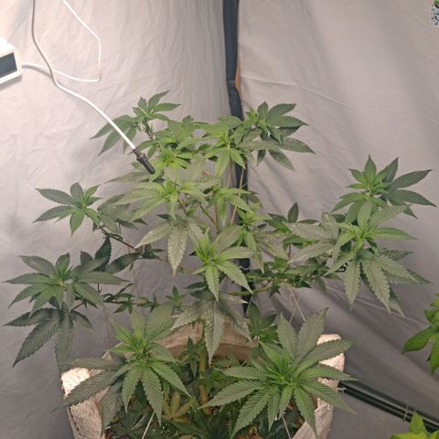 NL M2 C02 P2 growlog timeline photo