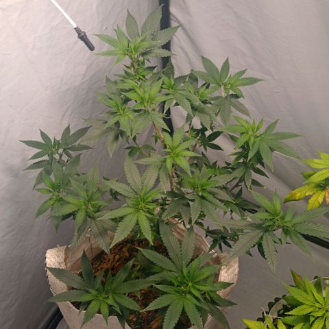 NL M2 C02 P2 growlog timeline photo