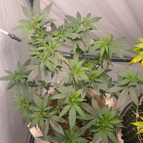 NL M2 C02 P2 growlog timeline photo
