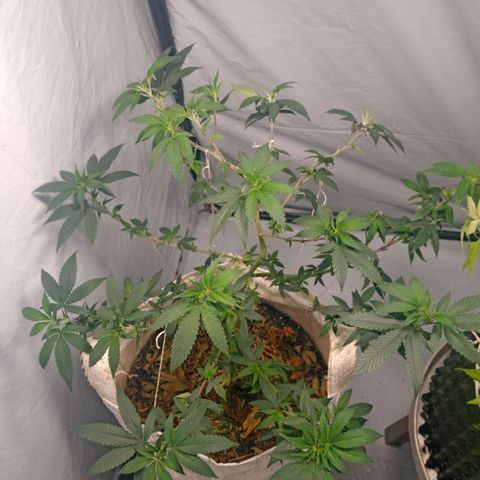 NL M2 C02 P2 growlog timeline photo