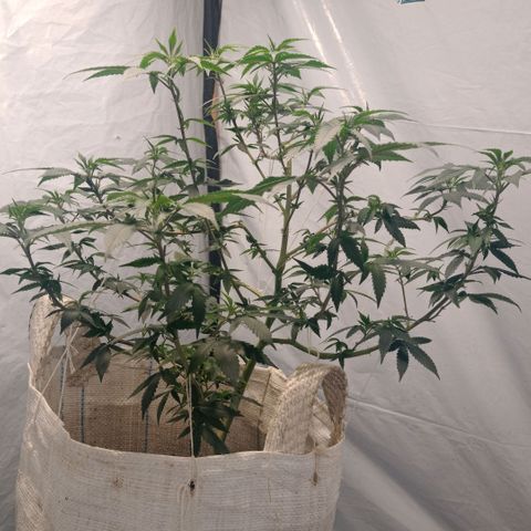 NL M2 C02 P2 growlog timeline photo