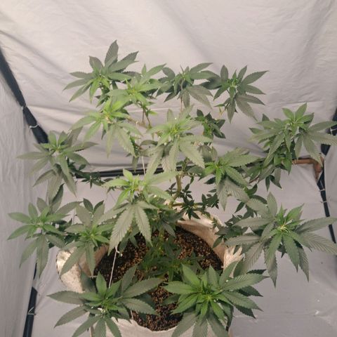 NL M2 C02 P2 growlog timeline photo