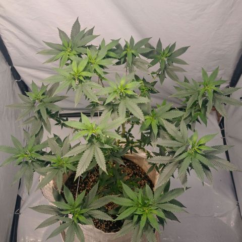 NL M2 C02 P2 growlog timeline photo