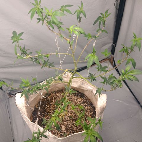 NL M2 C02 P2 growlog timeline photo