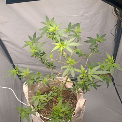 NL M2 C02 P2 growlog timeline photo