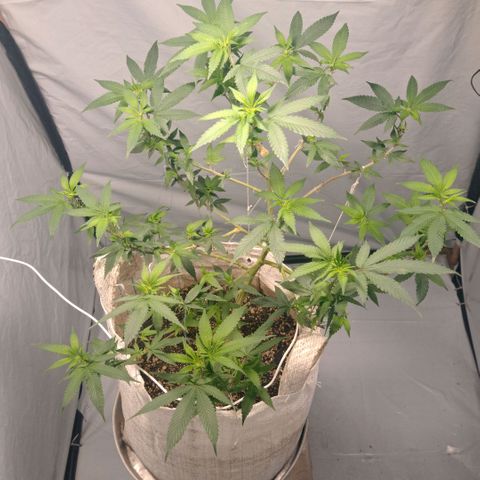 NL M2 C02 P2 growlog timeline photo