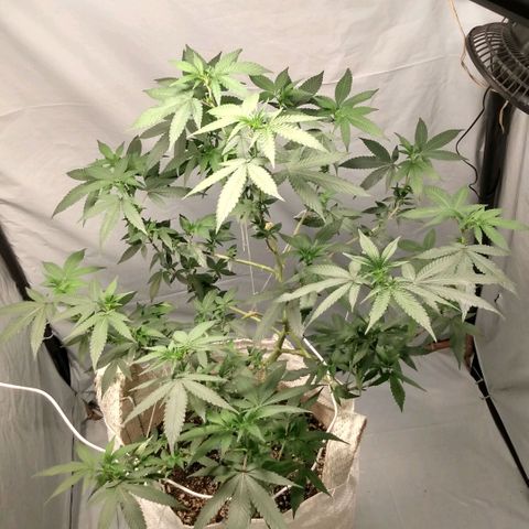 NL M2 C02 P2 growlog timeline photo