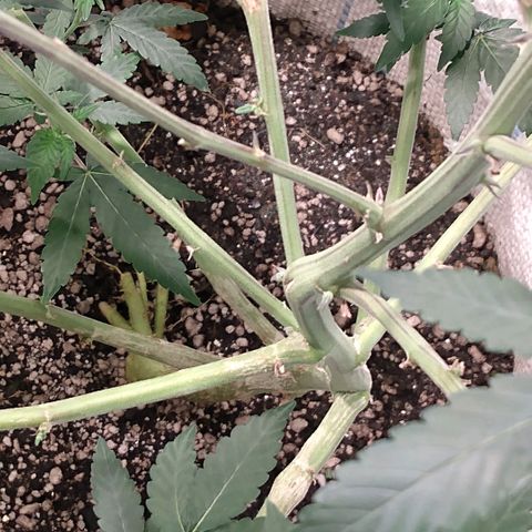 NL M2 C02 P2 growlog timeline photo