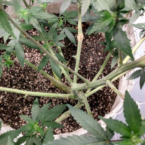NL M2 C02 P2 growlog timeline photo