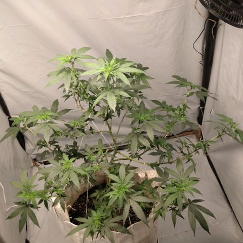 NL M2 C02 P2 growlog timeline photo