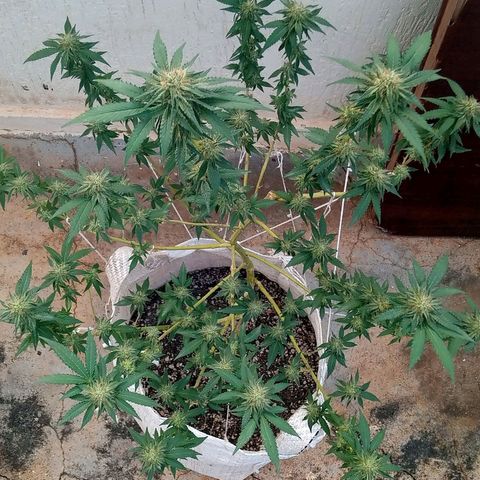 NL M2 C02 P2 growlog timeline photo