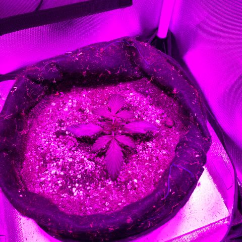 Auto White Widow growlog timeline photo